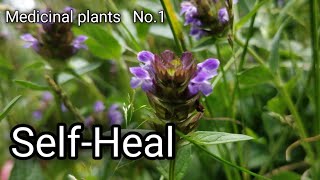 Self Heal Prunella vulgaris Medicinal wild plants [upl. by Leila]