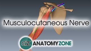 Musculocutaneous Nerve  3D Anatomy Tutorial [upl. by Tollman402]