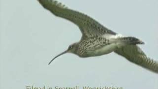 Curlew Capers and song [upl. by Koah]