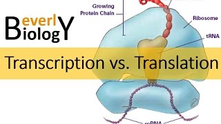 Transcription vs Translation [upl. by Gleda]