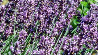 How To Harvest And Dry Lavender [upl. by Kenney]