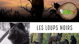 les loups noirs  PARC OMÉGA  La Forêt [upl. by Adnirim]