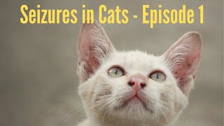 Veterinarian Explains  Seizures in Cats  Episode 1 [upl. by Anid]