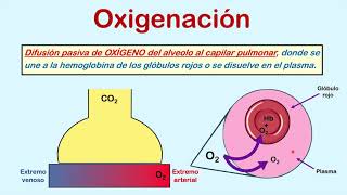 Formas para medir la oxigenación Parte 1 FiO2 PaO2 y SO2 [upl. by Aneehc662]