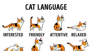 HOW TO UNDERSTAND YOUR CAT BETTER [upl. by Leohcin]