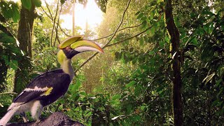 Borneo Tropical Rainforest [upl. by Hayashi645]