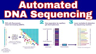 Automated DNA Sequencing  Ibad Biology [upl. by Orlando703]