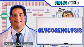 Metabolism  Glycogenolysis [upl. by Nalyd]