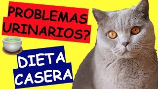 COMIDA CASERA PARA GATOS CON PROBLEMAS URINARIOS [upl. by Yemaj]