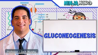 Metabolism  Gluconeogenesis [upl. by Mickelson]