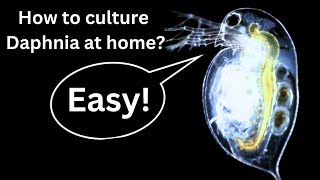 BEST Live Fish Food Beginner guide How to Culture Daphnia at home [upl. by Sauer]