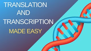 Basic Steps of Translation and Transcription [upl. by Cally956]