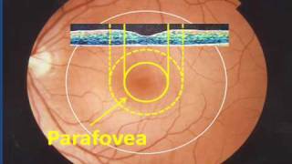 Central Retina  Part 2 of a Patients Description of the Retina [upl. by Fiedler]