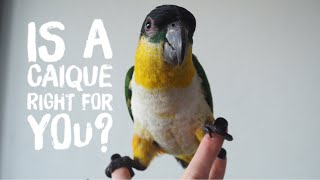 Is a Caique Parrot Right for you Review [upl. by Aihsemot468]