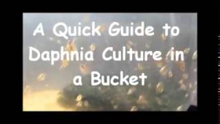 How to culture daphnia outside [upl. by Malinin552]