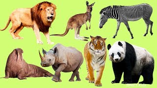 Los animales para niños  Animales del mundo El Sonido de los AnimalesAprender animales en Español [upl. by Skylar]