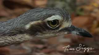 Bush Stone Curlew  Burhinus grallarius  HD Video Clip 1 Australian Bird Media [upl. by Magna688]