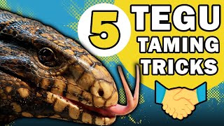 5 Tegu Taming Tricks  OOPS I Lost A Finger [upl. by Luanne]