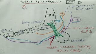 Flexor Retinaculum of Leg  Lower Limb Anatomy  TCML [upl. by Bilat]