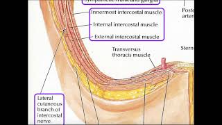 Details of the Intercostal Arteries and Nerves [upl. by Jamesy]