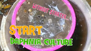 How to culture daphnia moina the easy way 1  Starting the Daphnia culture [upl. by Audly861]