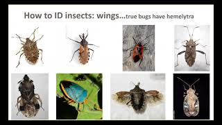 Insect Pest Identification [upl. by Holly-Anne]