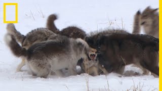 Le règne sans pitié dune meute de loups [upl. by Elorak]