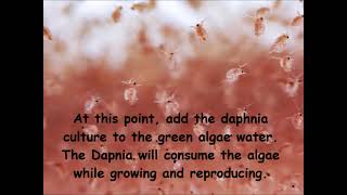 Daphnia  How to grow daphnia in your home [upl. by Villiers]