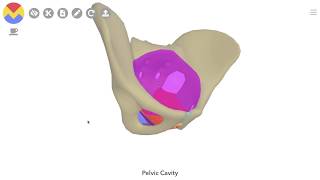 3D Tour of the Pelvic Floor [upl. by Ainattirb]