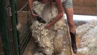 Shearing an Alpaca Without Help [upl. by Atinahc388]