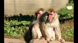 Top 10 Gay Homosexual Animals [upl. by Otsenre485]