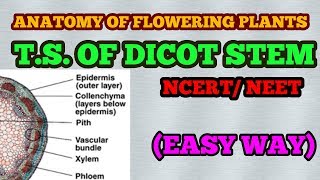 TS OF DICOT STEM PLANT ANATOMY  EASY WAY [upl. by Cassil]