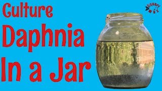 How to Culture Daphnia in a Jar [upl. by Montagna]