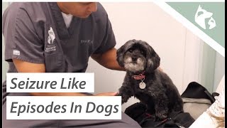 What Causes Seizures in Dogs Vlog 9 [upl. by Bruce120]