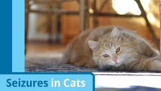 Causes and Symptoms of Cat Seizures [upl. by Proctor]