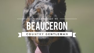 ALL ABOUT BEAUCERON THE COUNTRY GENTLEMAN [upl. by Kerstin419]