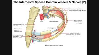 The Intercostal Muscles amp Intercostal Spaces [upl. by Dill]