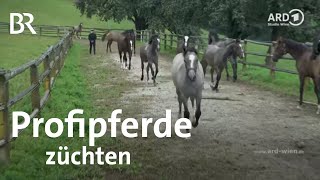 Was Profipferdezucht bedeutet  Fohlentrennung  Lipizzaner  Wien  BR [upl. by Manda]