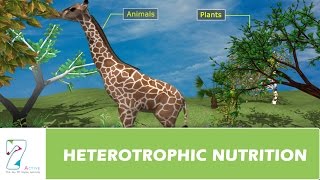 HETEROTROPHIC NUTRITION [upl. by Ynots758]