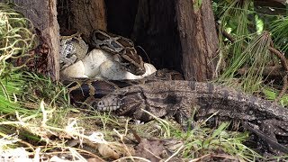 Tegu Stalks Python Nest 01 Footage [upl. by Bink]