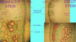 MONOCOT amp DICOT STEMS COMPARED [upl. by Puri]