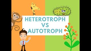 Difference Between Heterotrophs and Autotrophs Difference it [upl. by Raffo]