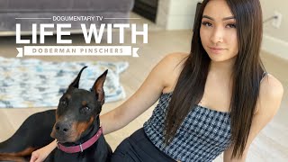 WHATS IT LIKE OWNING A DOBERMAN PINSCHER [upl. by Rochkind187]