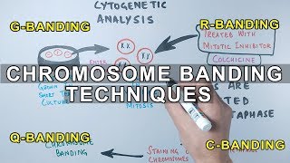 Chromosome Banding Techniques [upl. by Barncard]