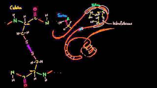 Estructura terciaria de las proteínas  Macromoléculas  Biología  Khan Academy en Español [upl. by Caniff287]