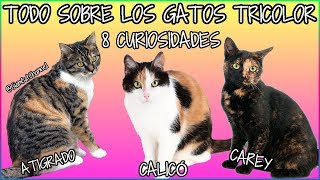 Todo Sobre Los Gatos Tricolor  8 Curiosidades  SiamCatChannel [upl. by Demodena]