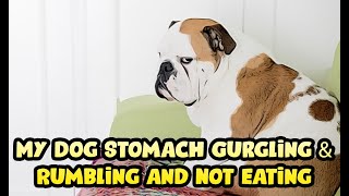 My Dog Stomach Gurgling amp Rumbling and Not Eating [upl. by Slocum202]