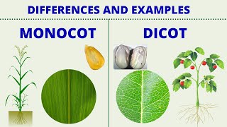 MONOCOT vs DICOT  Differences between Monocotyledon and Dicotyledon with Examples  Science Lesson [upl. by Cesar]