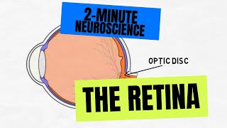 2Minute Neuroscience The Retina [upl. by Storer]