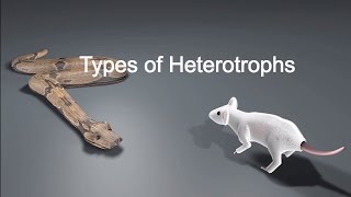 Types of Heterotrophs [upl. by Esinnej280]